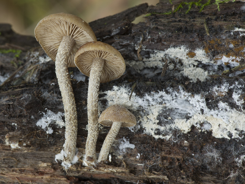 Agrocybe firma